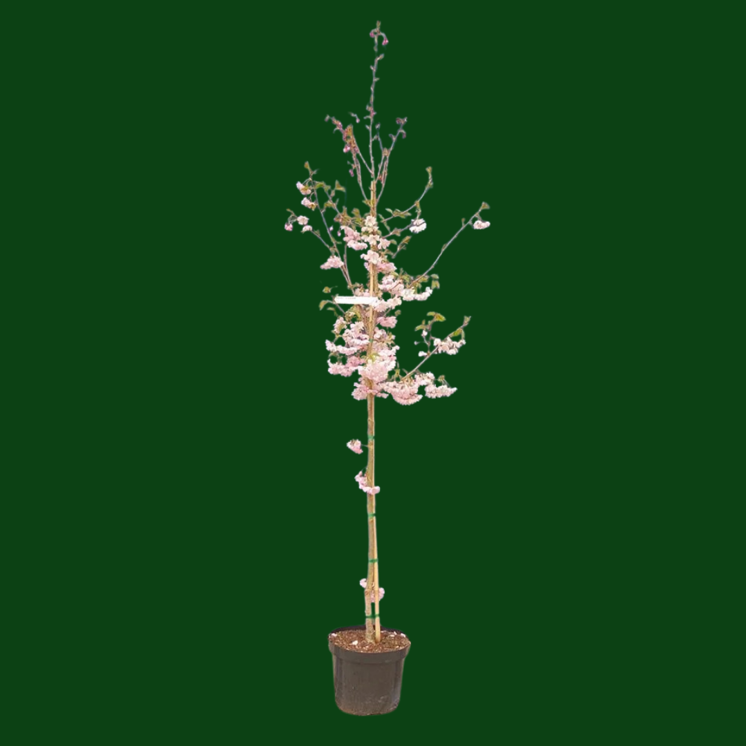 Prunus ‘Accolade’ – Half Standard (150cm Stem)