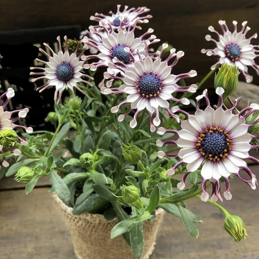 Osteospermum Philip Spoon