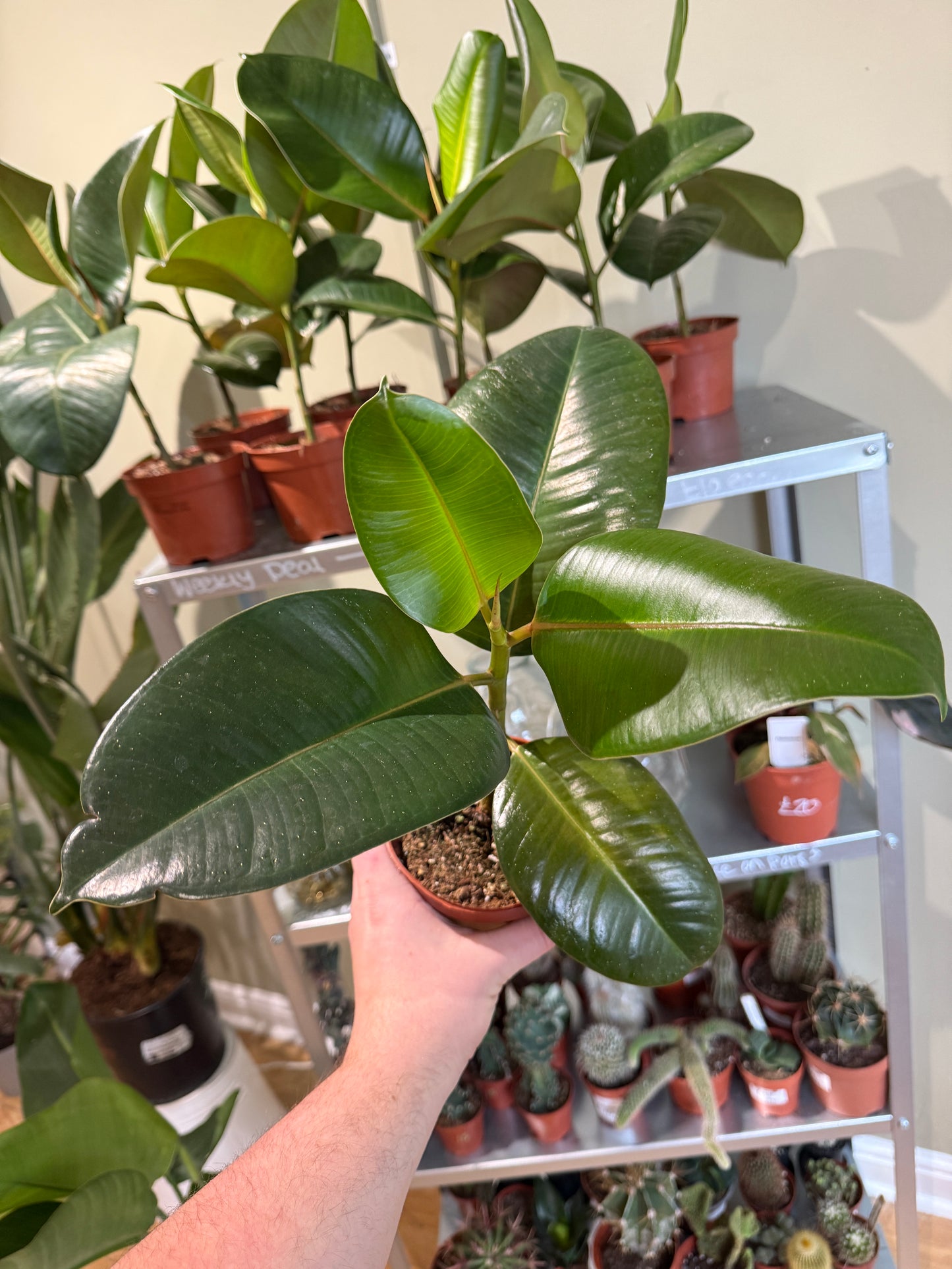 Ficus Robusta