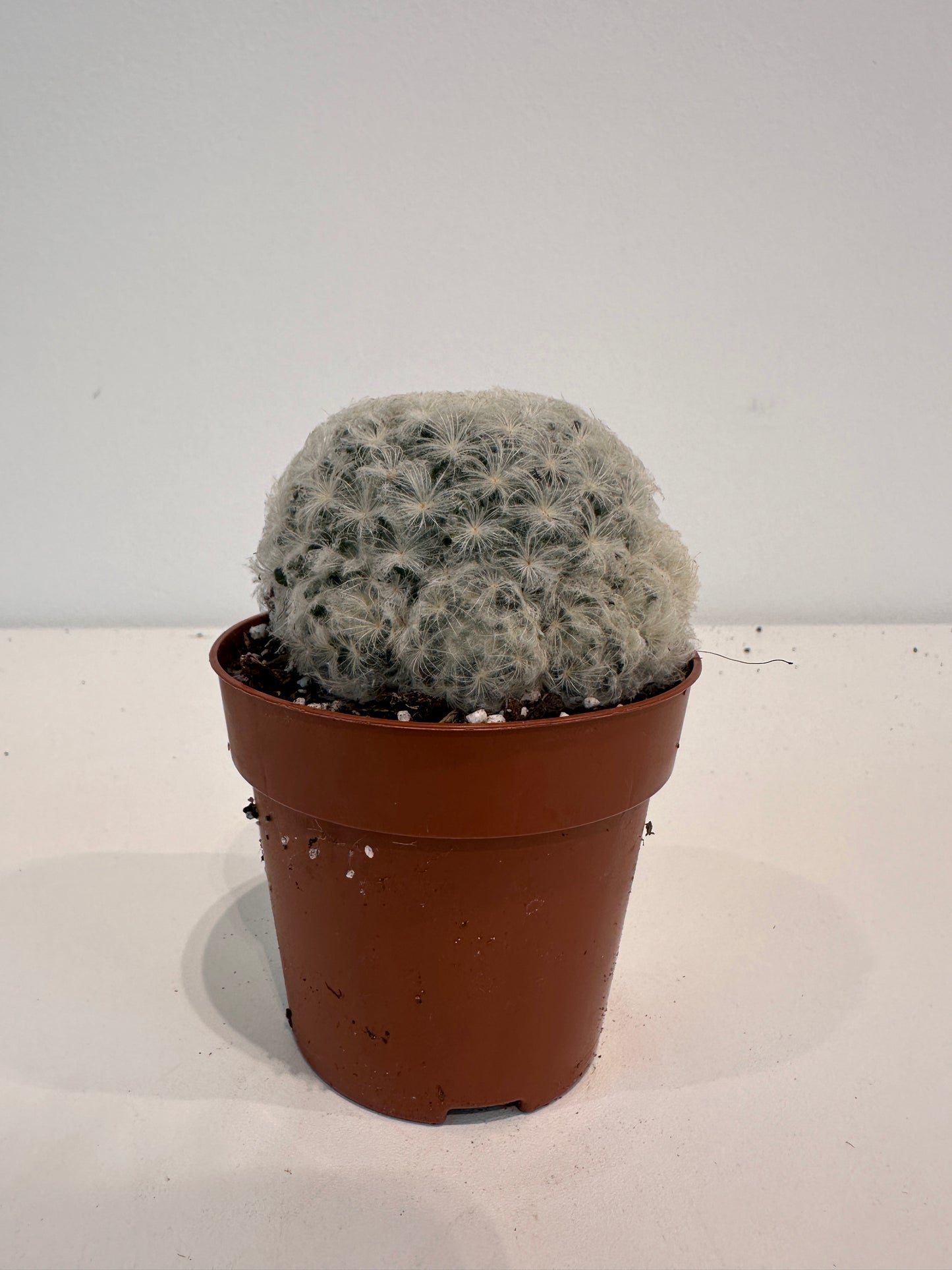 Mammillaria Plumosa