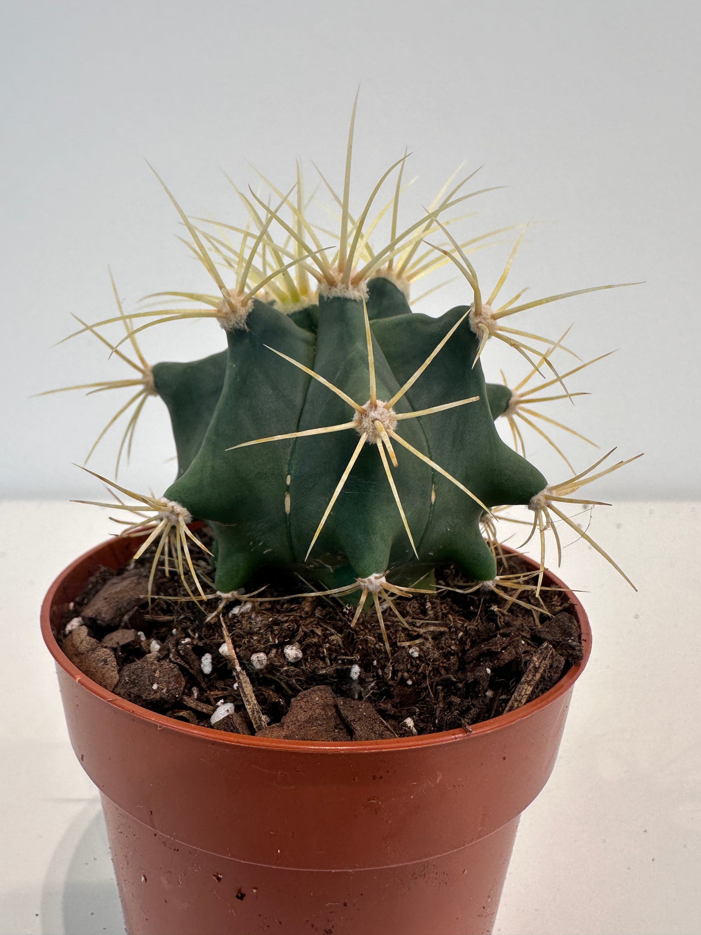 Ferocactus Glaucescens