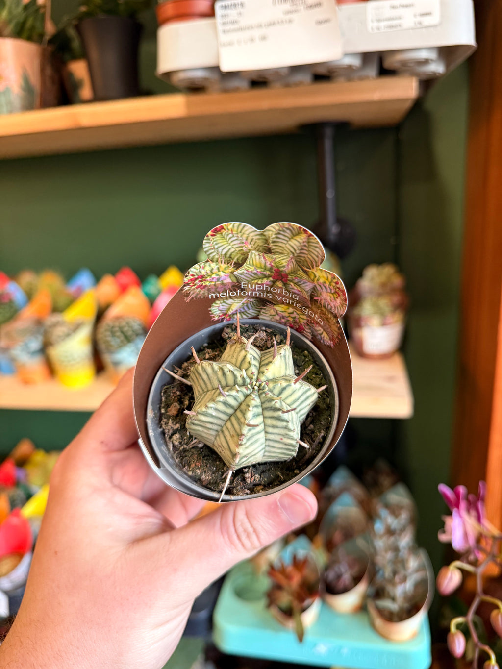 Euphorbia Meloformis Variegata