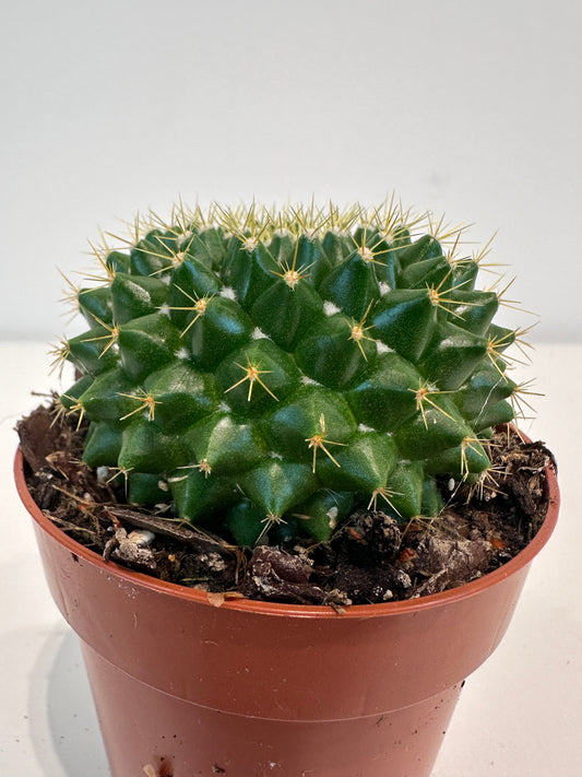 Mammillaria Marksiana