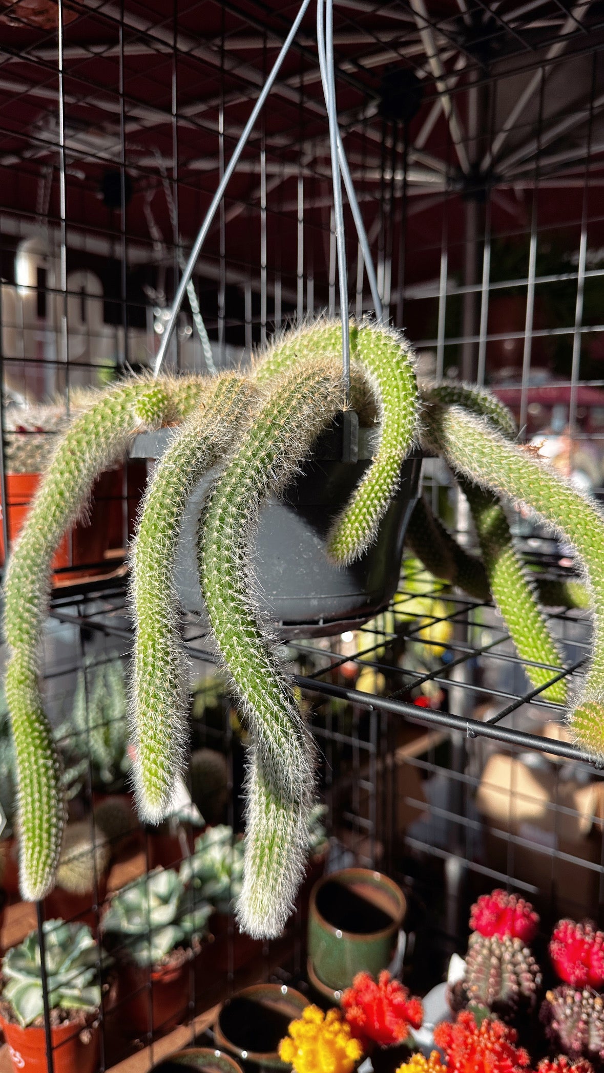 Monkey Tail Cactus (Hildewintera colademononis)