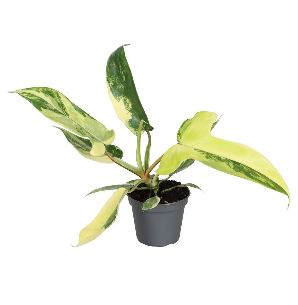 Philodendron Florida Beauty P6 13CM