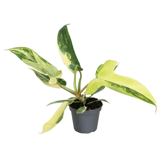 Philodendron Florida Beauty P6 13CM