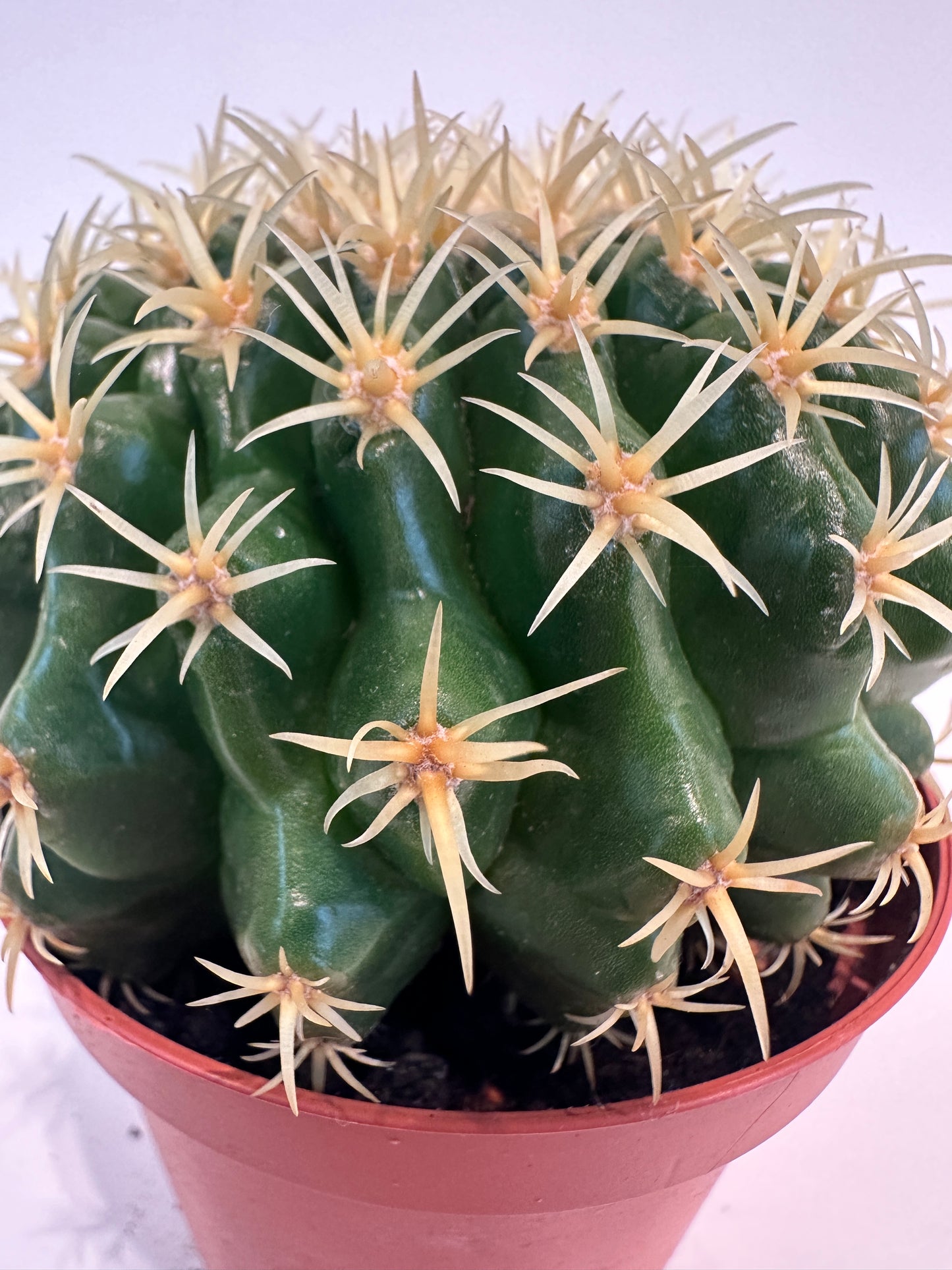 Echinocactus Grusonii 'Intermis'