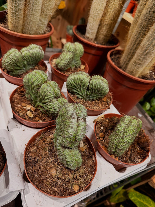 Polaskia Chichipe Cristata