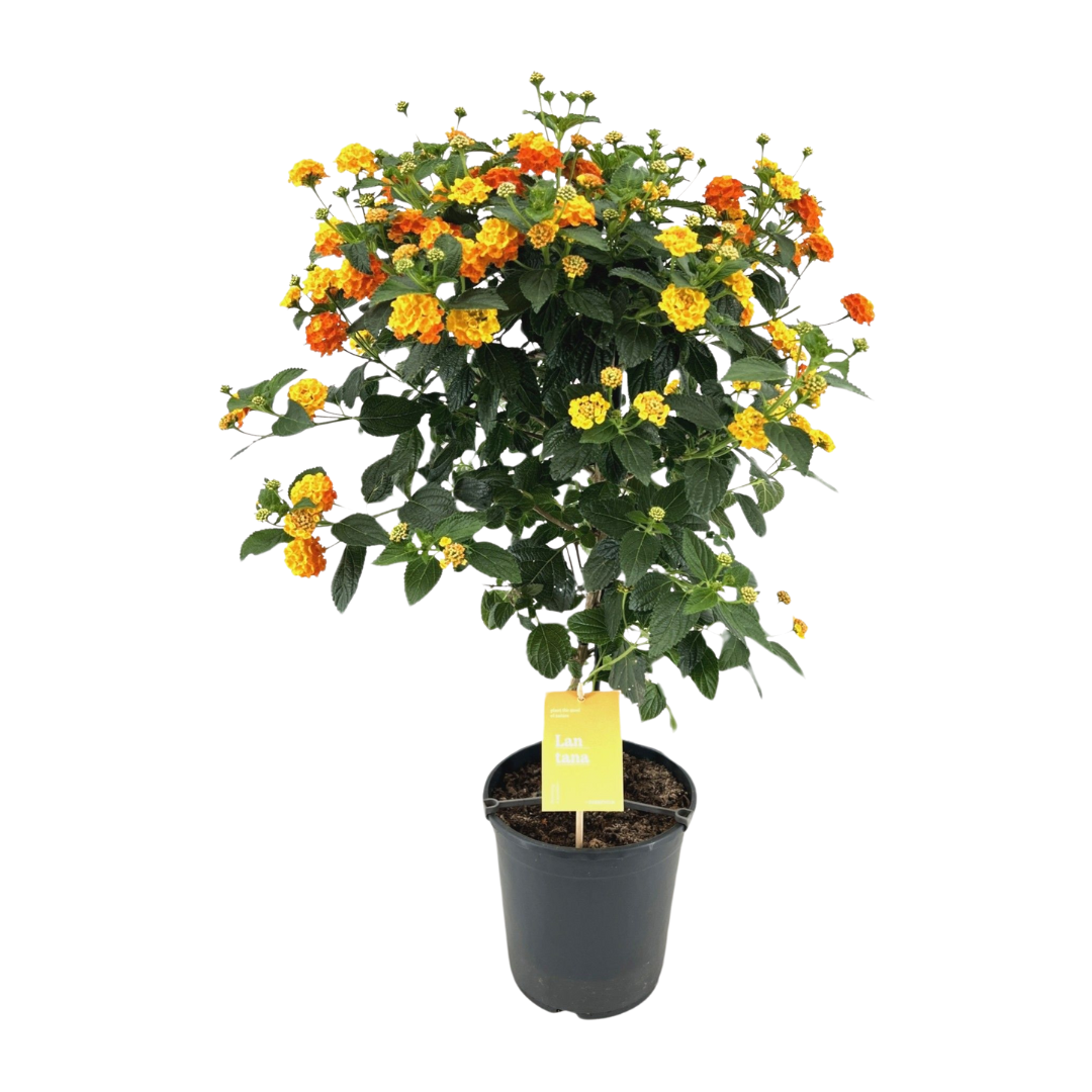 Lantana camara 'Simon Orange'