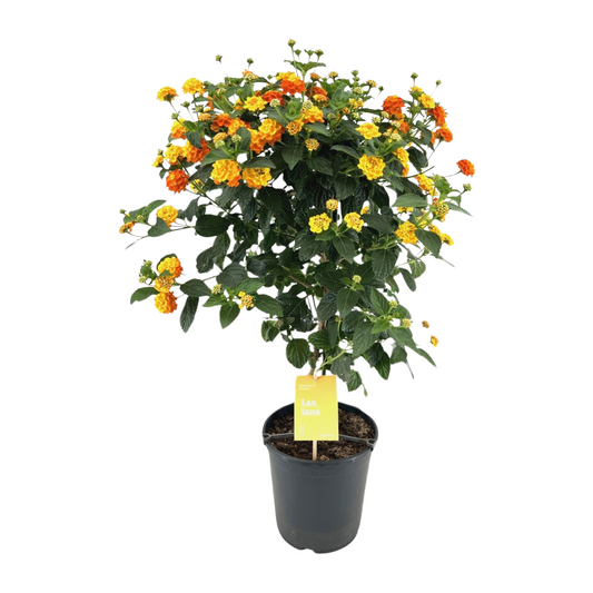 Lantana camara 'Simon Orange'