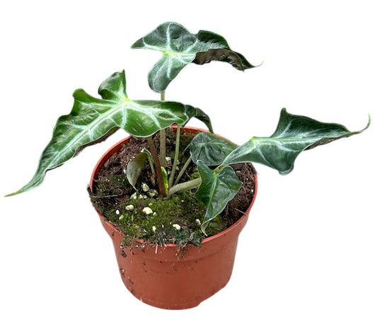 Alocasia Loco P10.5 15CM