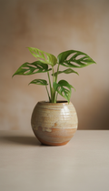 Monstera Adansonii in Stoneware Vessel