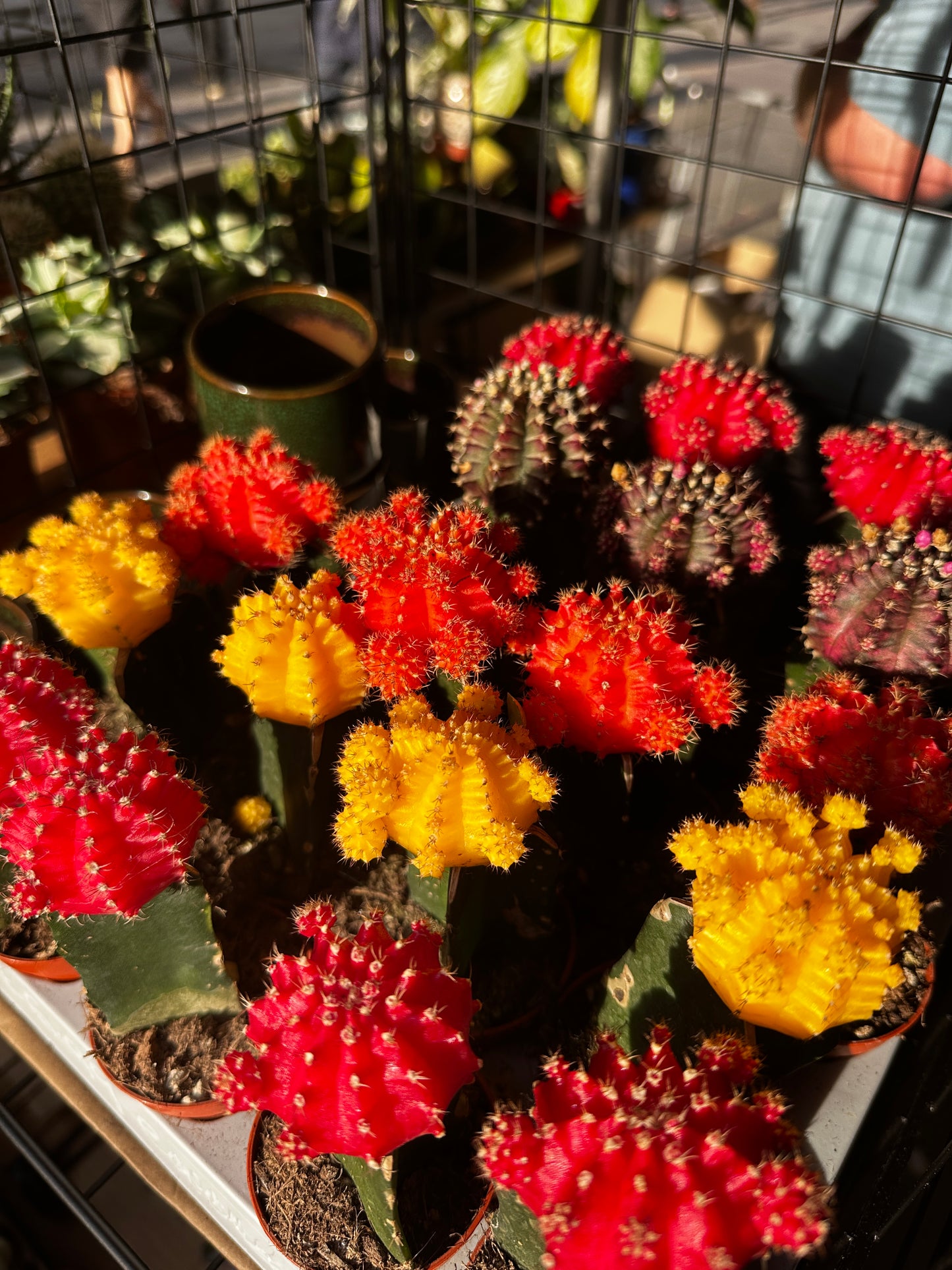 Gymnocalycium mihanovichii ‘Japan’ – The Moon Cactus Marvel