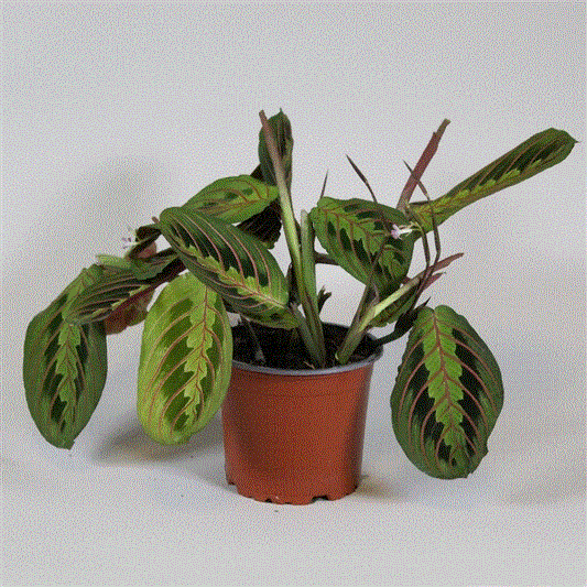 Maranta leuconeura ‘Fascinator’ – The Striking Prayer Plant