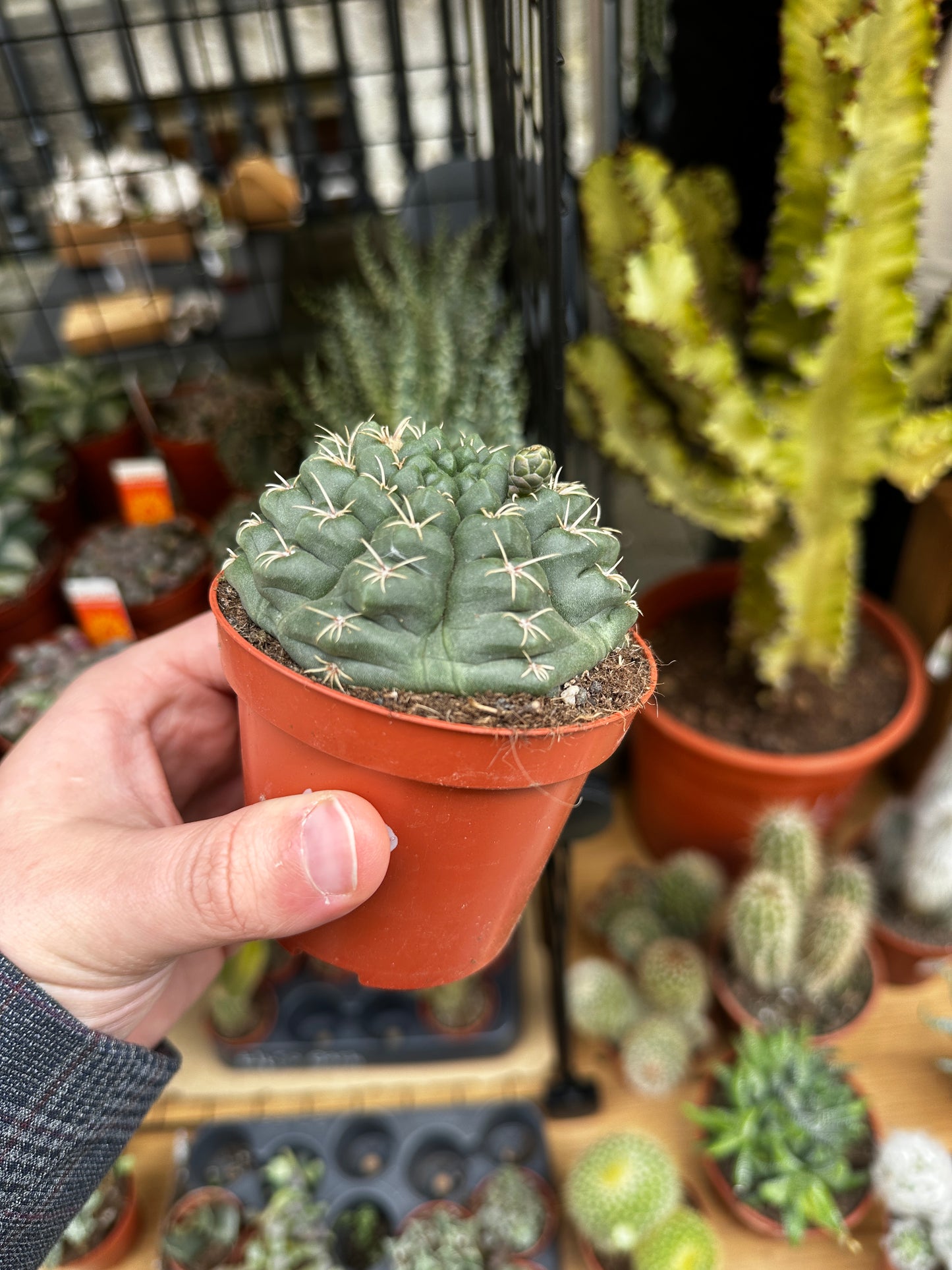 Gymnocalycium baldianum