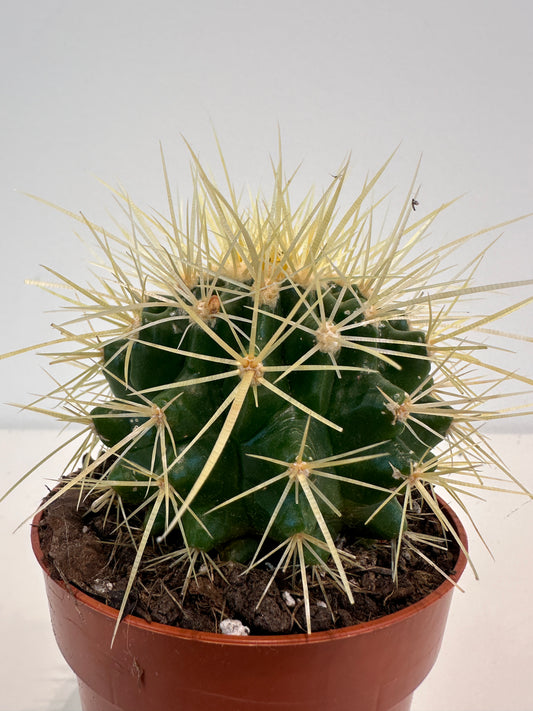 Echinocactus Grusonii