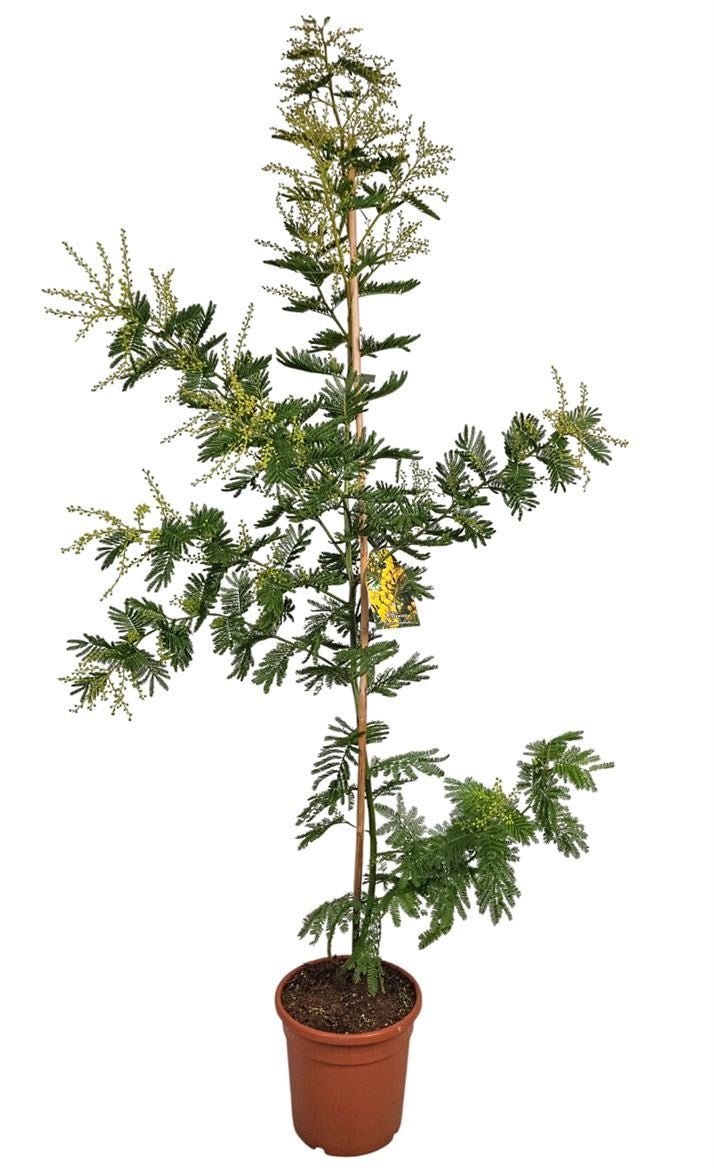 Acacia Mimosa Daelbata On Stick