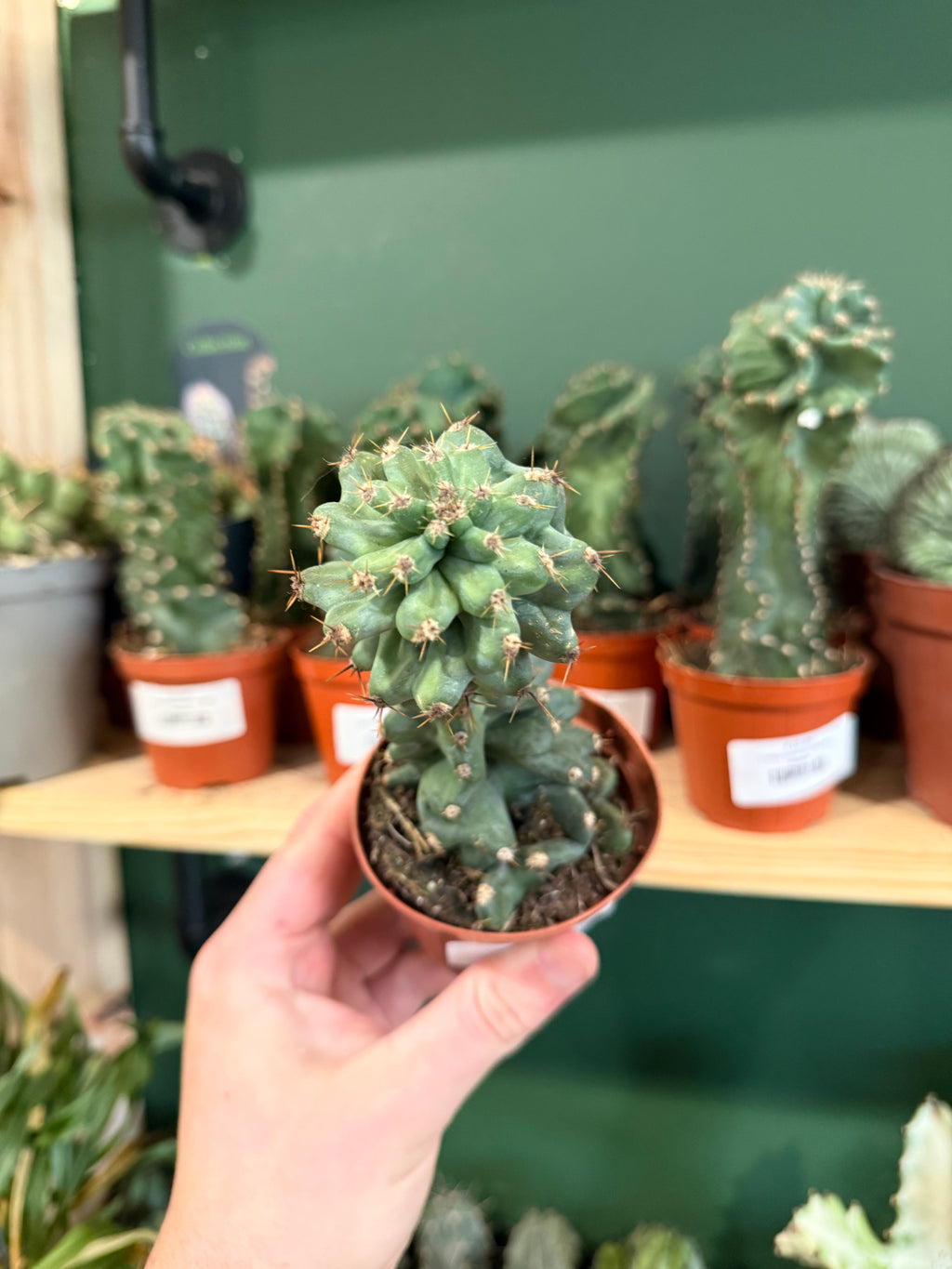 Cereus Jamacaru Spiralis
