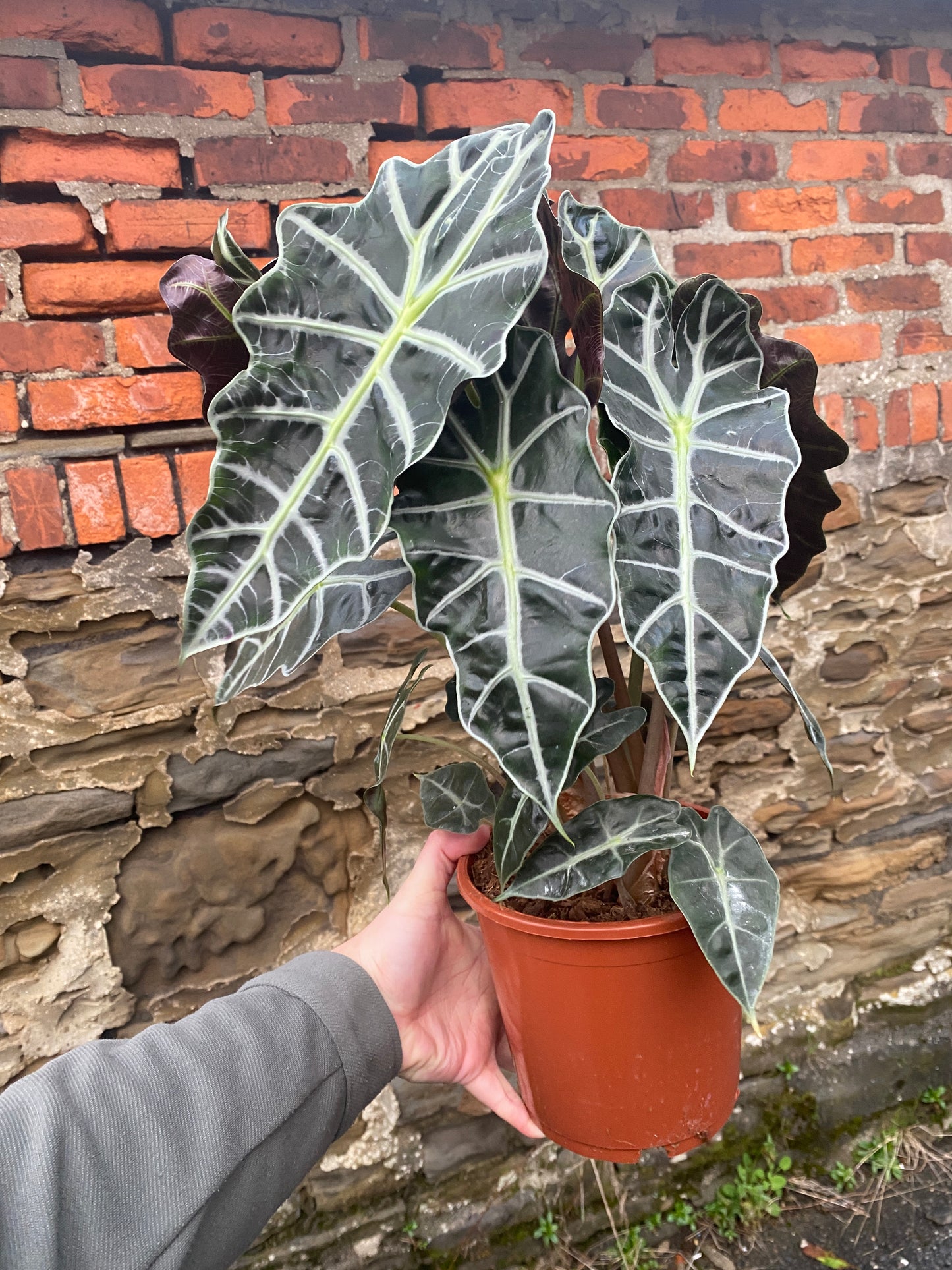 XL Alocasia Amazonica