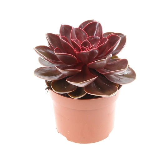 Echeveria 'Perle von Nurnberg'