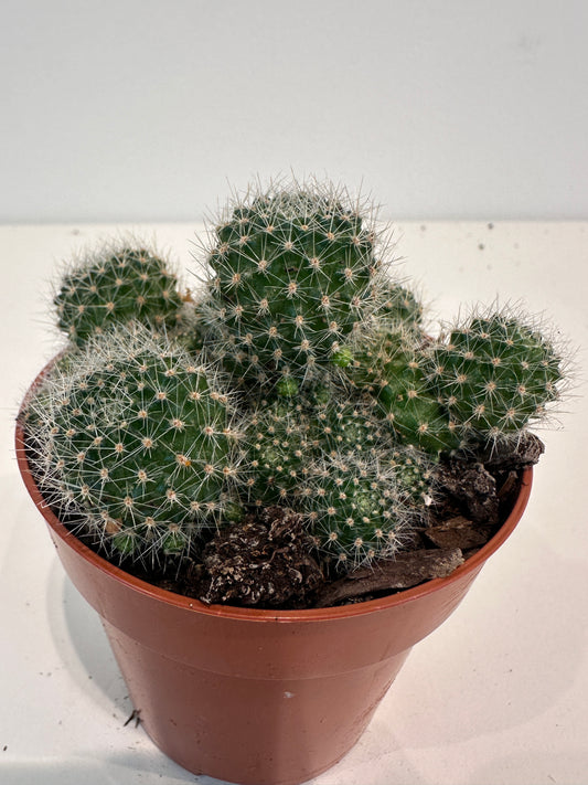 Mammillaria Nejapensis