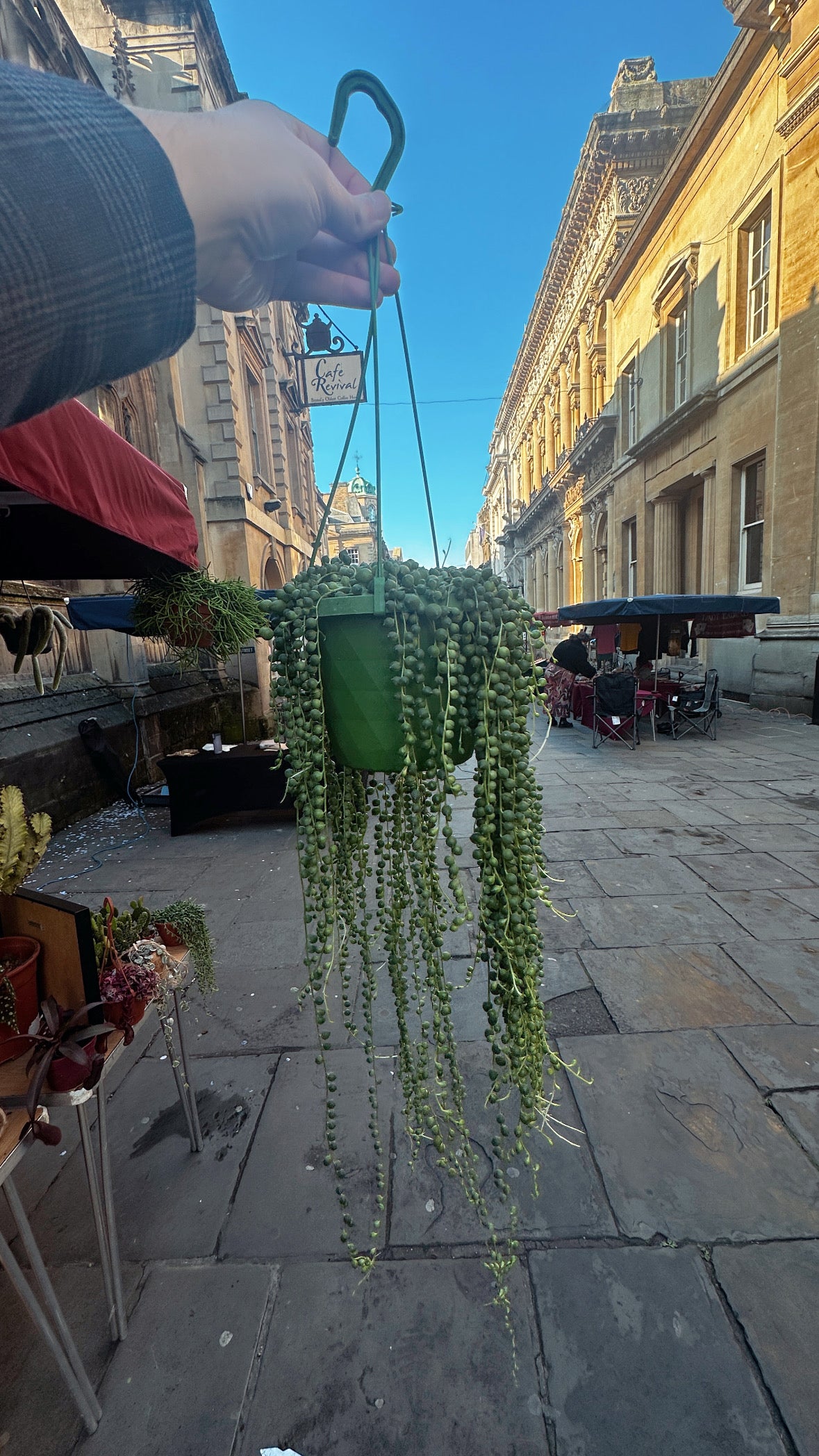 String of Pearls | Senecio rowleyanus 'String of Pearls' Hanging