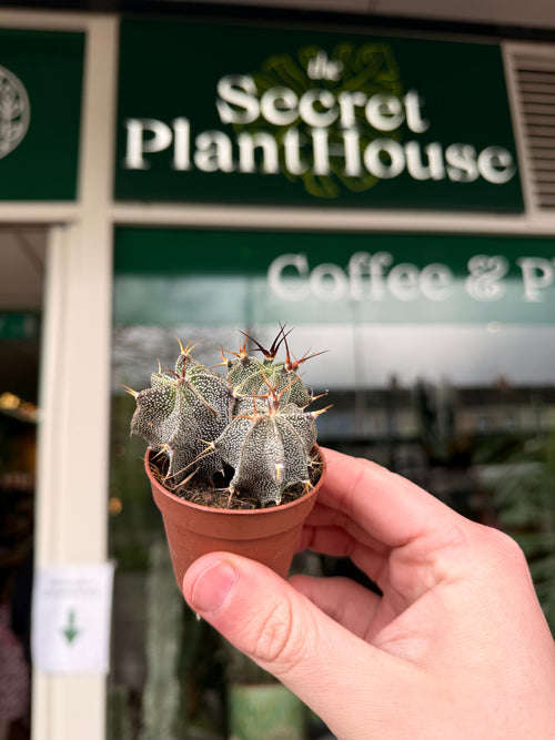 Astrophytum Ornatum
