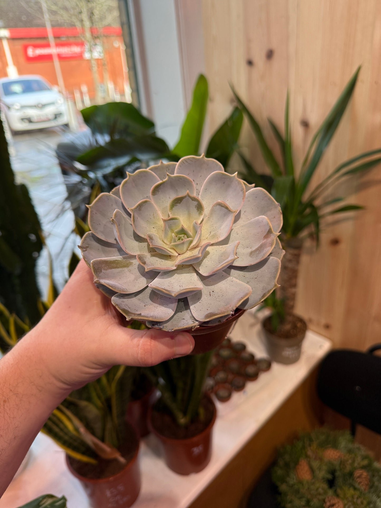 Echeveria lila china 15cm