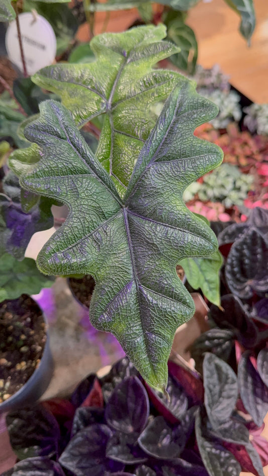 Alocasia ‘Jacklyn’