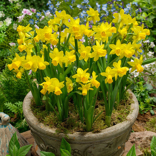 Narcissus Tet A Tete bulbs 14cm