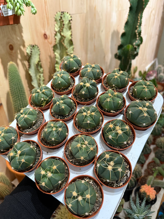 Gymnocalycium Horsti 5,5Ø 12cm