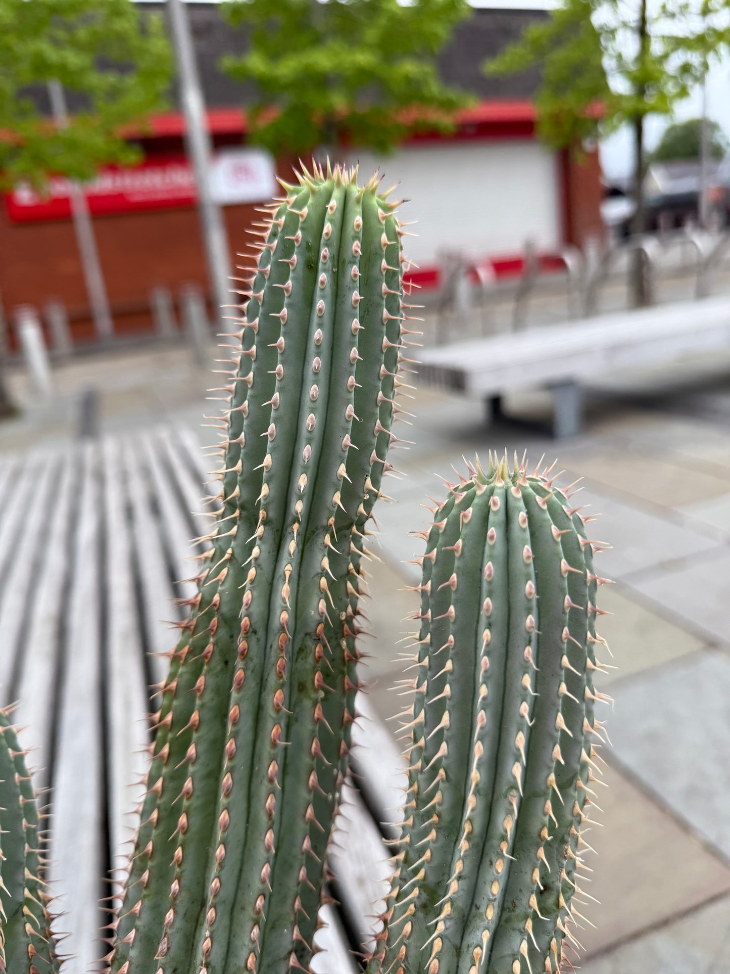 Hoodia parviflora