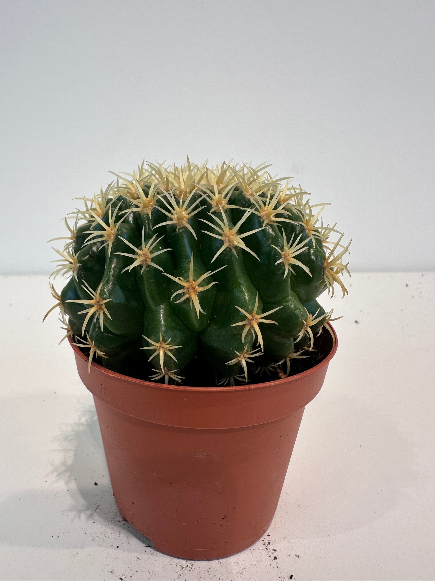 Echinocactus Grusonii 'Intermis'