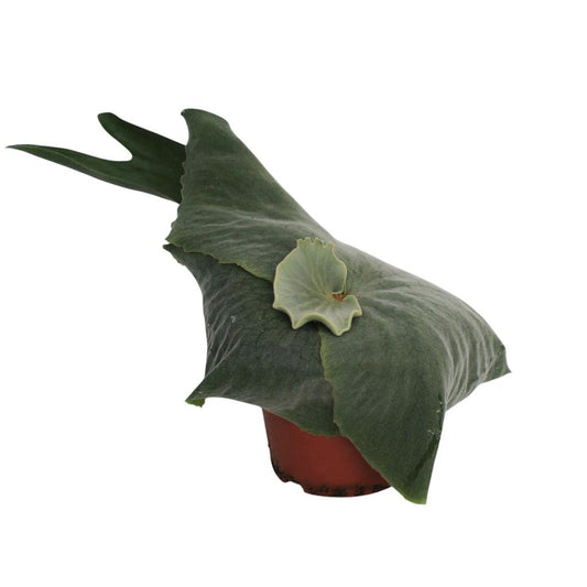 Platycerium Superbum (Giant Staghorn) - half ready! INDOOR P12 25CM