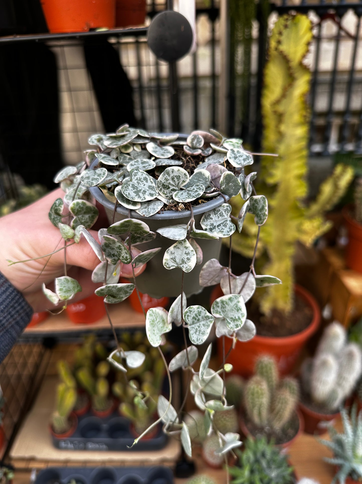 Ceropegia woodii Variegata 20cm