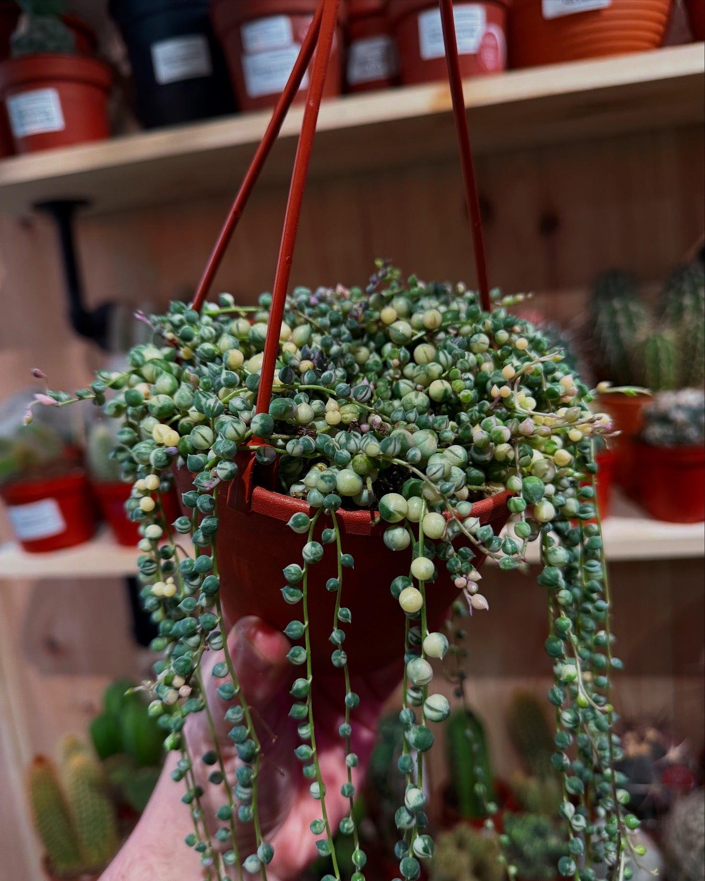 Variegated String of Pearls Senecio Rowleyanus