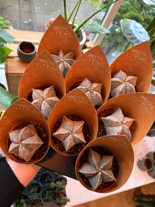 Astrophytum Myriostigma 8,5Ø 15cm