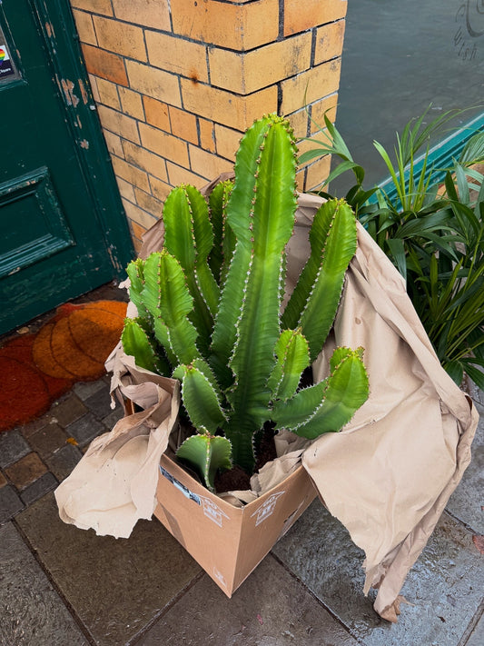 Euphorbia ingens