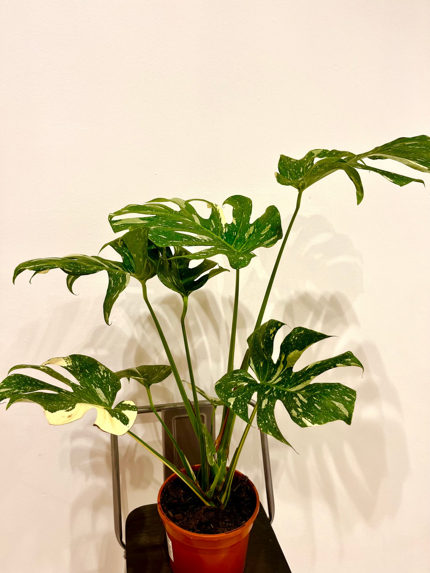 Monstera Thai Constellation 3L Pot