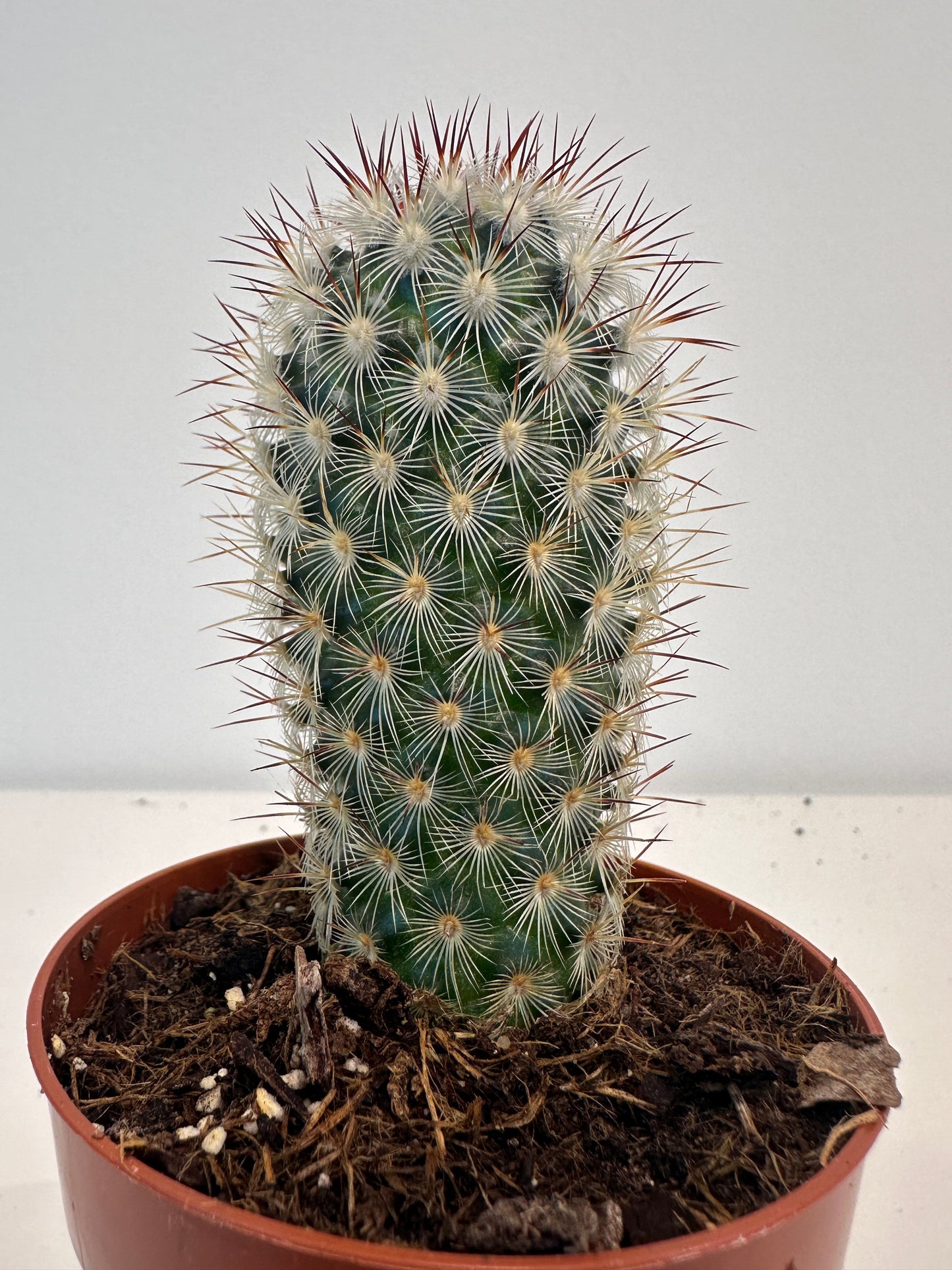 Mammillaria Microhelia