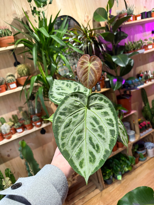 Anthurium crystallinum ‘Silver Blush’ – A Jewel of the Tropics