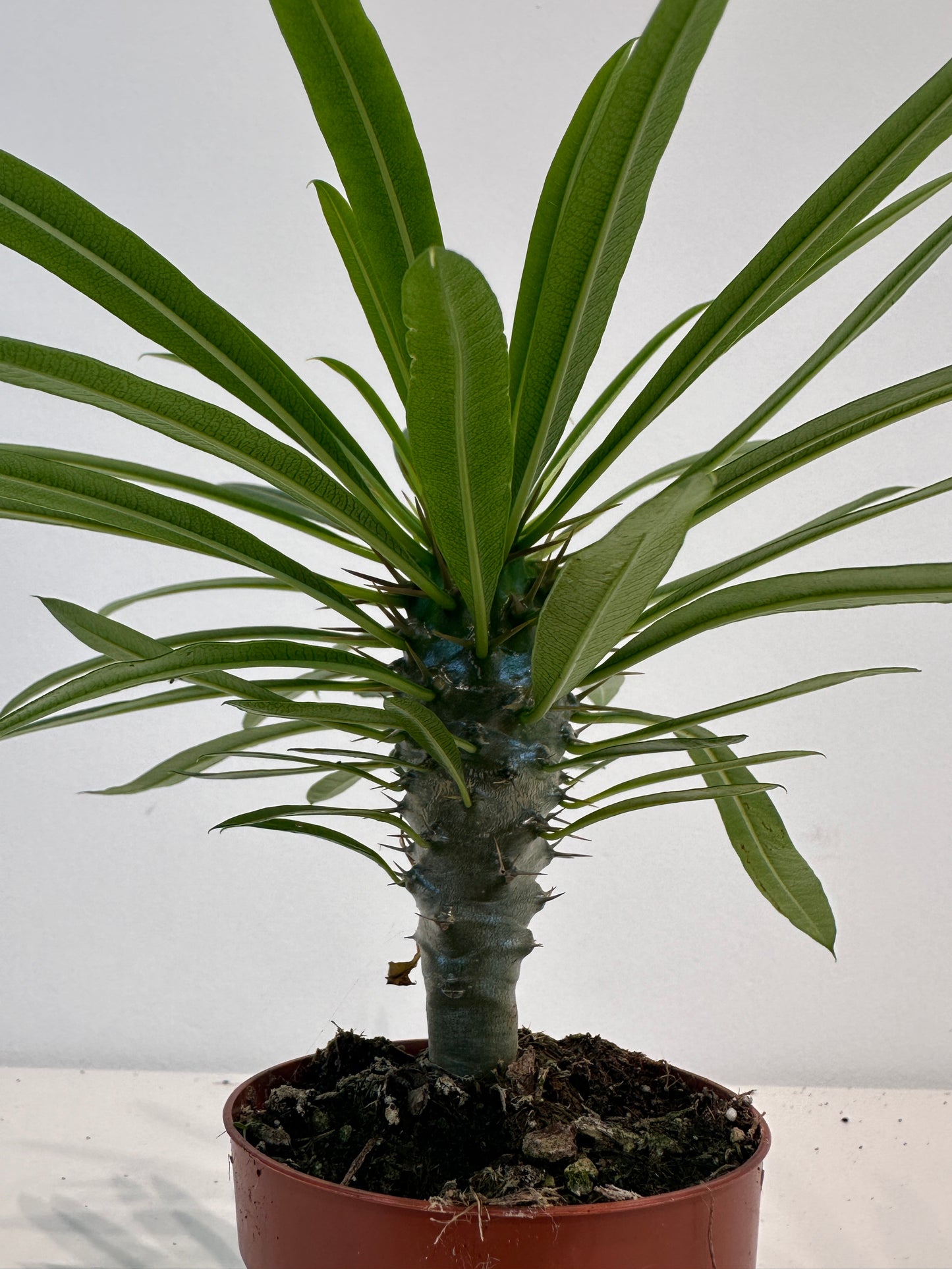 Pachypodium Saundersii