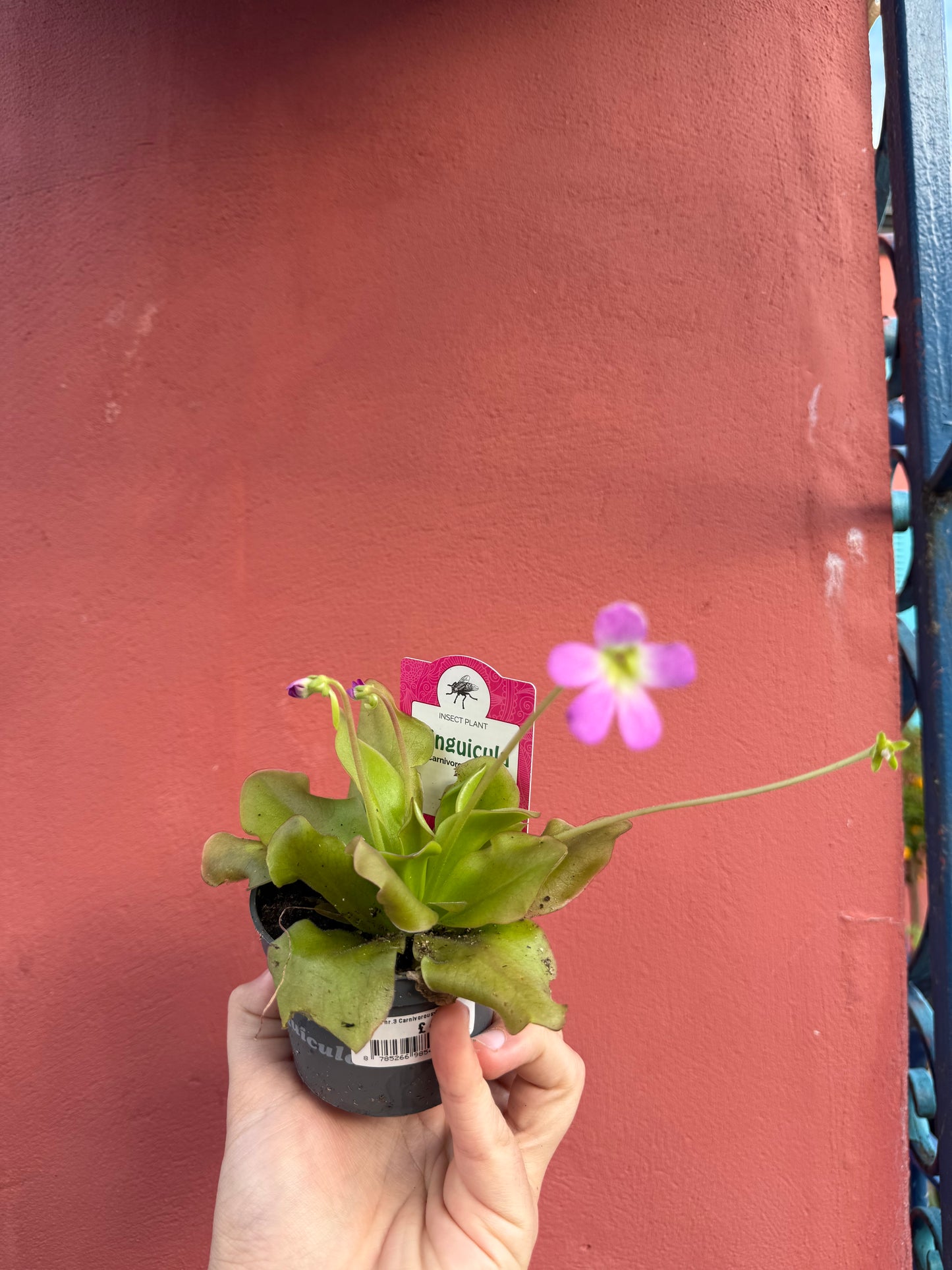 Pinguicula mix 10cm