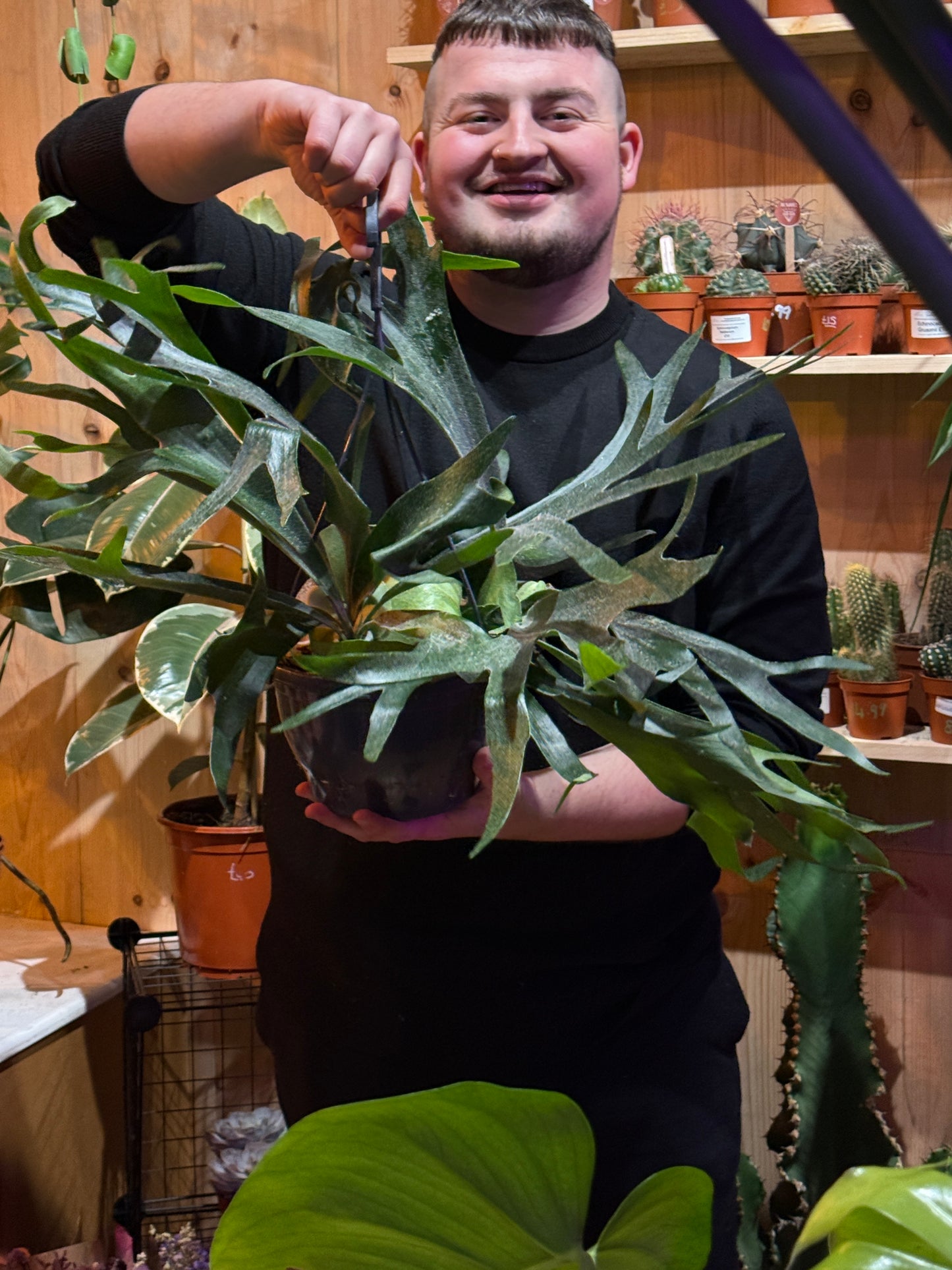 Platycerium bifurcatum – The Majestic Staghorn Fern