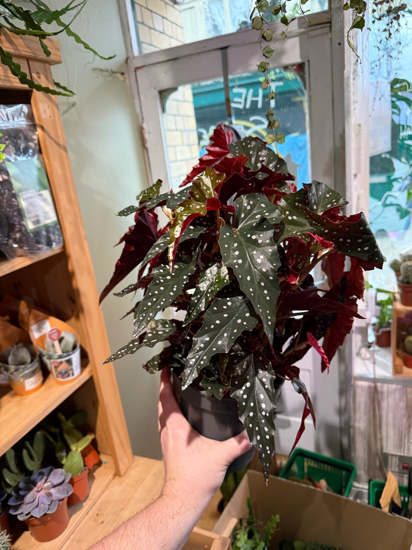 Begonia Maculata Black Forest 40cm