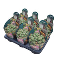 Puna incahuasi Pot Ø10.5cm