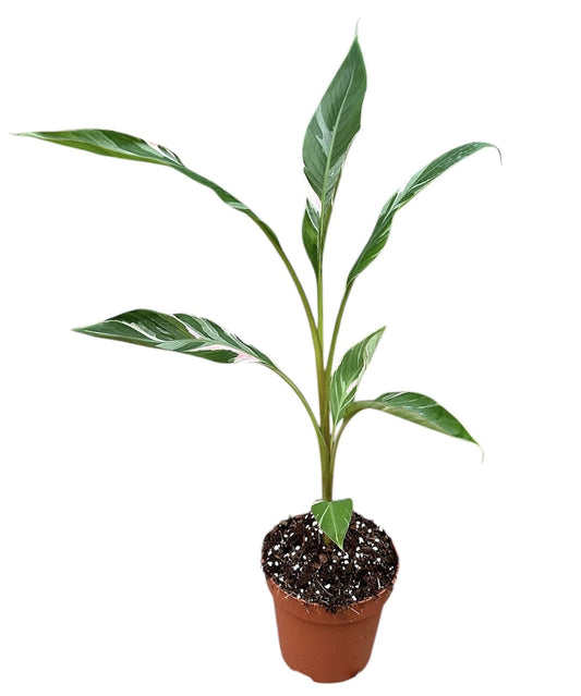 Musa ‘Nono Pink’ Variegated – The Ultimate Tropical Showstopper