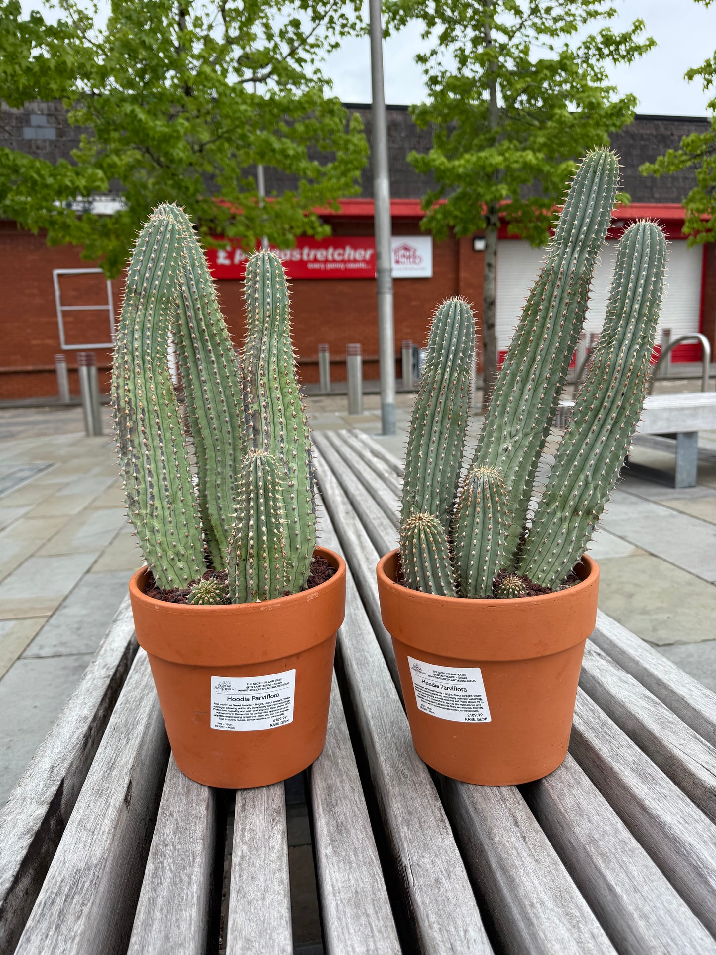 Hoodia parviflora
