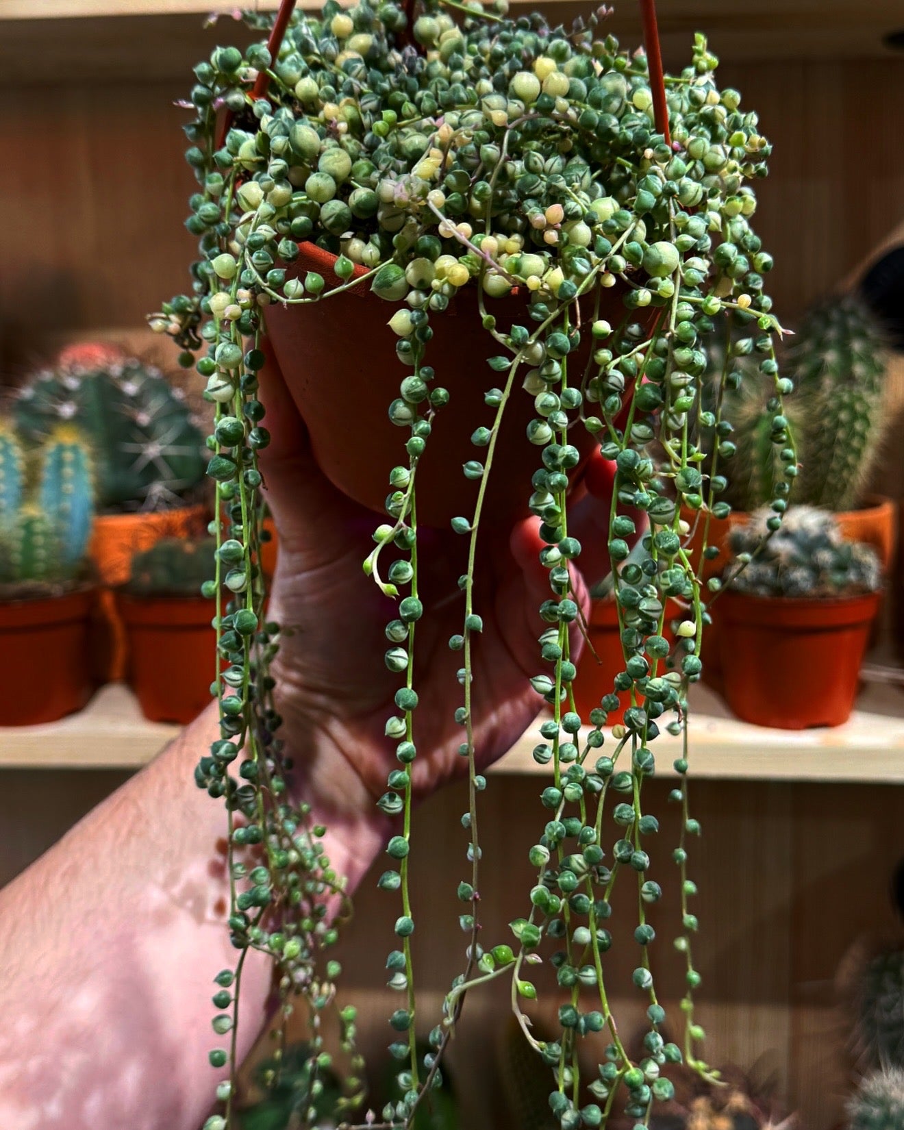 Variegated String of Pearls Senecio Rowleyanus