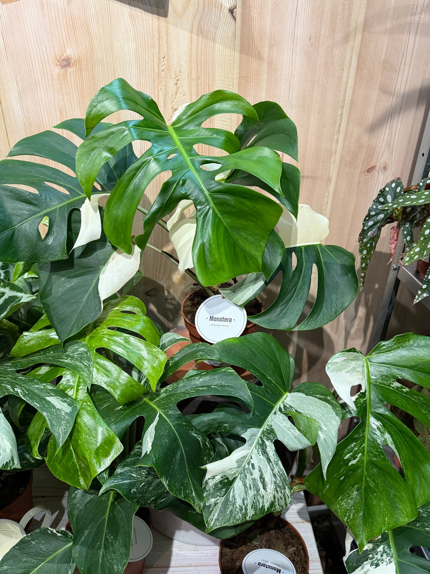 Monstera Thai & Albo Bundle Deal